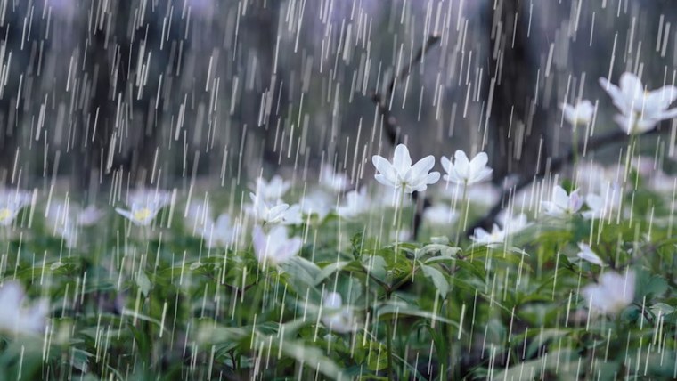 Довольный дождь