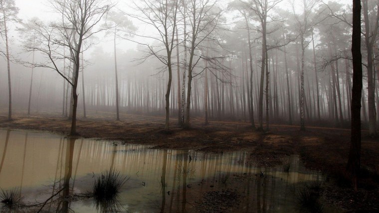 Болотистый лес Румыния