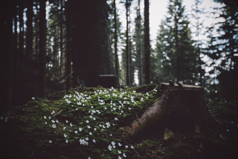 Природа леса Эстетика