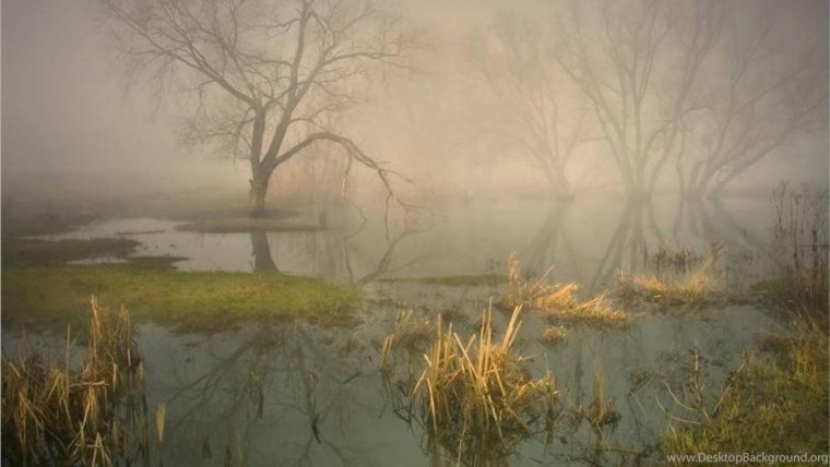 ДЗЯКИНСКОЕ болото туман