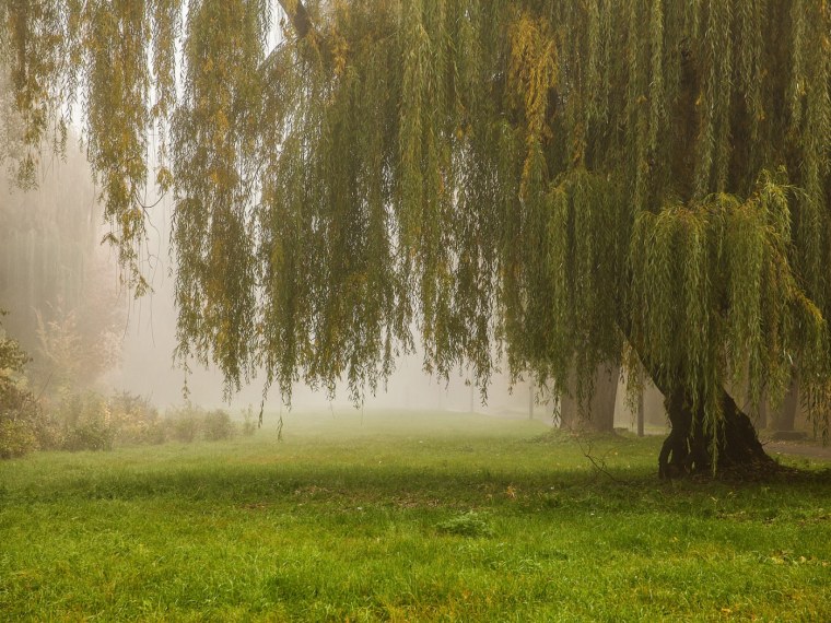 Ива памяти Миндовского