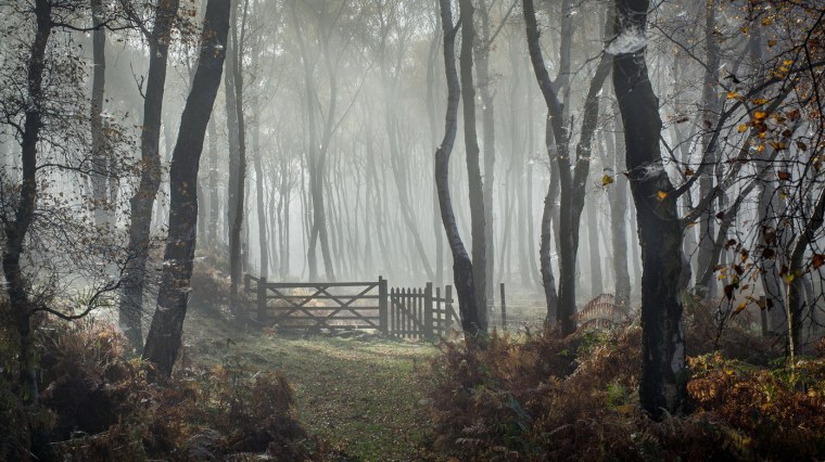 Дождливый лес