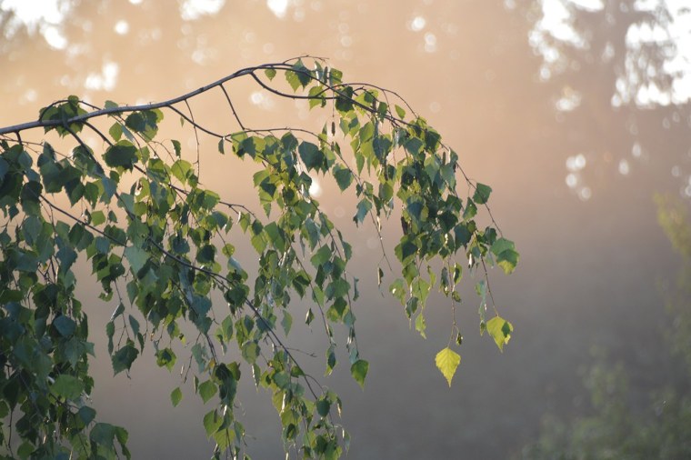 Веточка березы