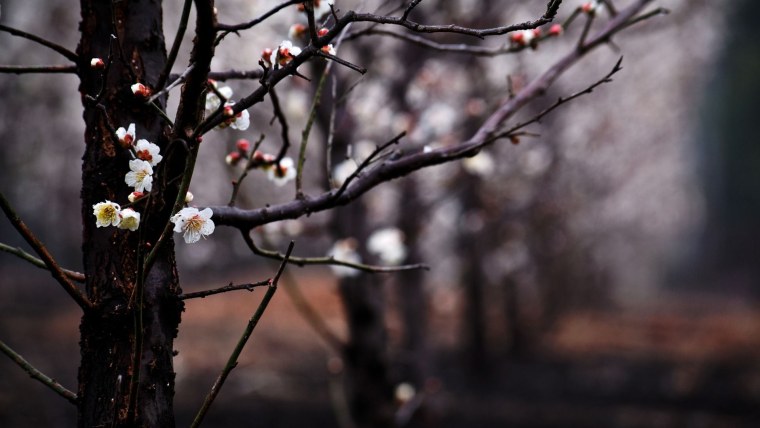 Ранняя Весна Эстетика