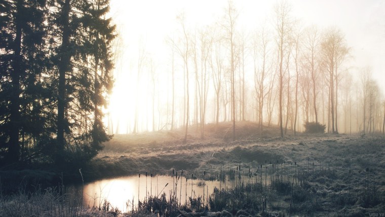 Эстетика болота