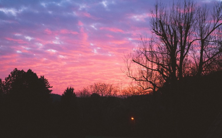 Розовый закат в лесу