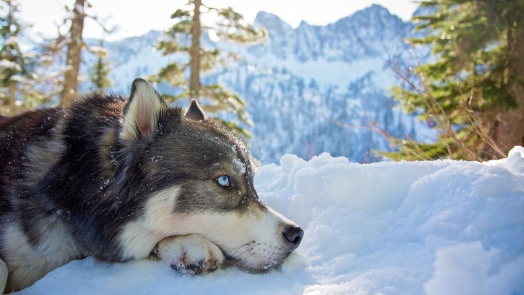 Сибирский хаски