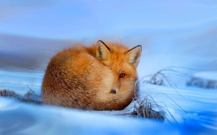 Лиса картинка