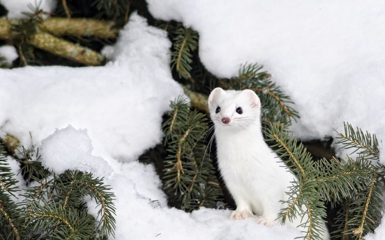 Ласка норка хорёк горностай