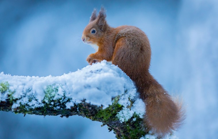 Зимние звери
