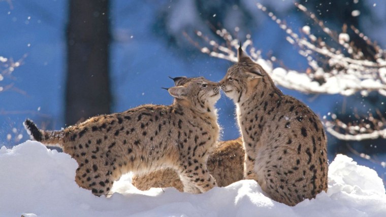 Живая природа зимой