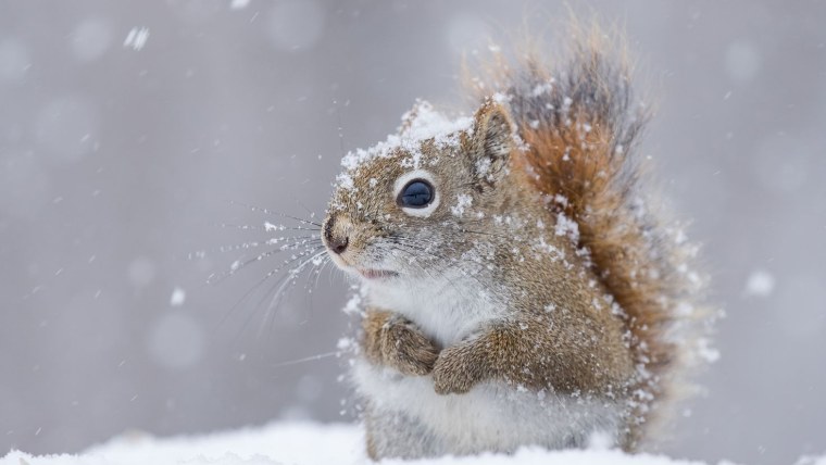 Белка в снегу