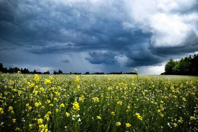 Лето перед грозой