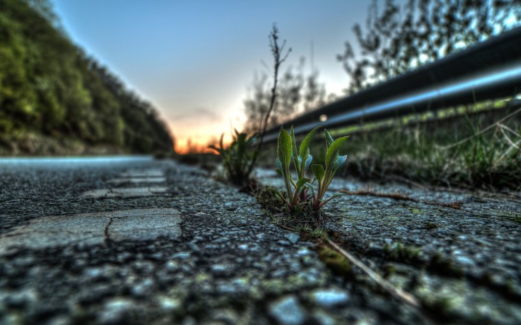 Трава на асфальте