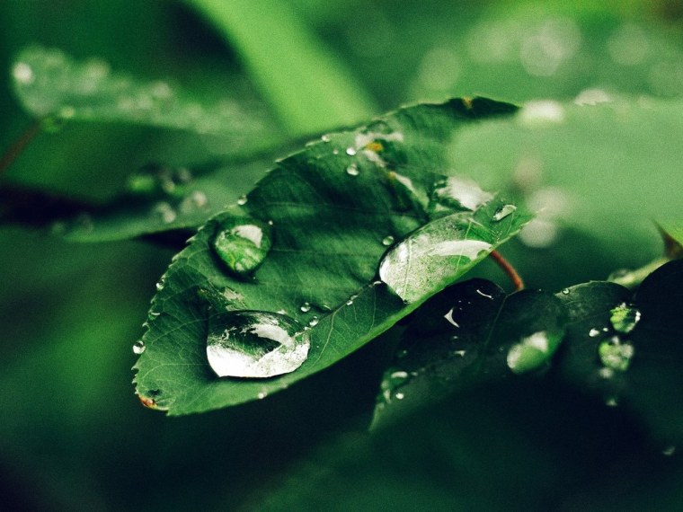 Утренняя роса в листьях