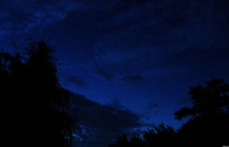 Синие цветы на темном фоне