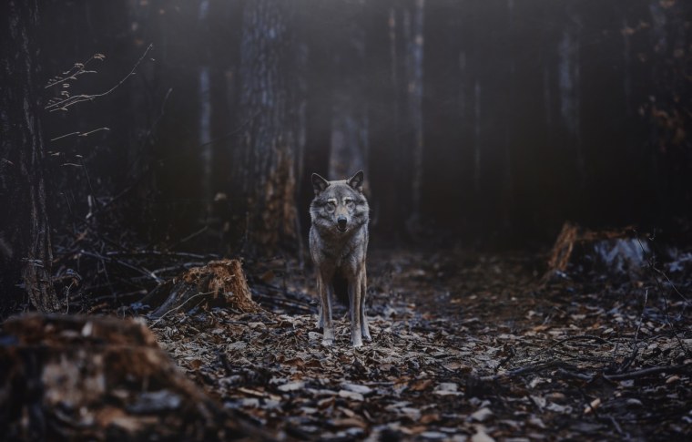 Волк в лесу