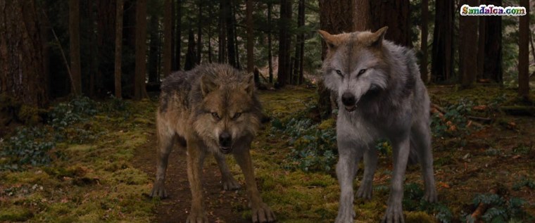 Джейкоб Блэк оборотень