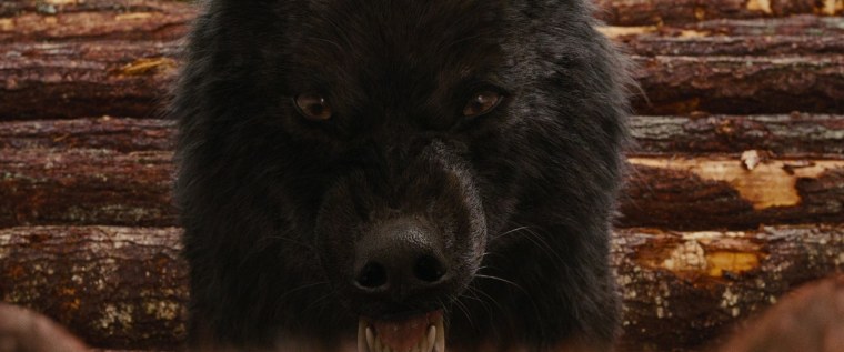 Волк в темноте