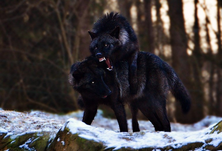 Волчонок оборотни Эстетика
