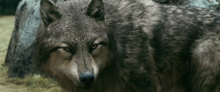 Джейкоб Блэк волк