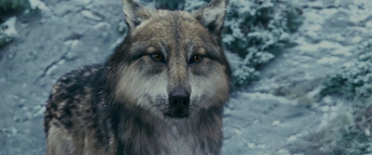 Сумерки сага Джейкоб волк