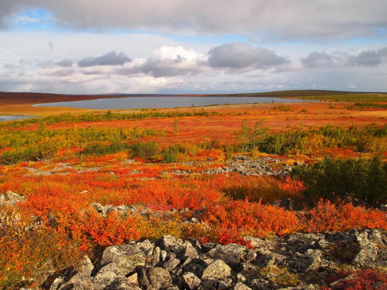 Кочкарная тундра