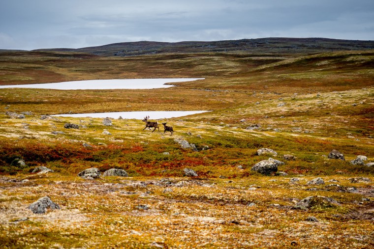 Мохово-лишайниковая тундра