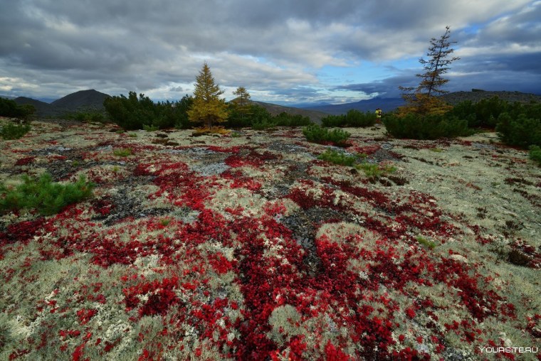 Черско-Колымская Горная тундра
