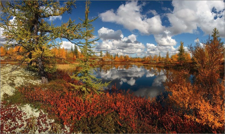 Природа тундра новый Уренгой