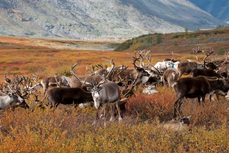 Тундра Ненецкий автономный округ