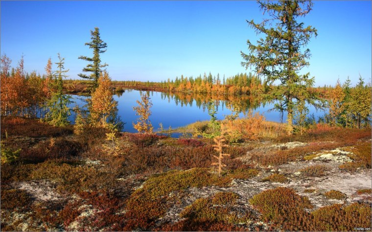 Тундра лесотундра Тайга