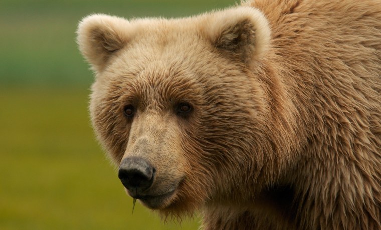 Бурый медведь морда