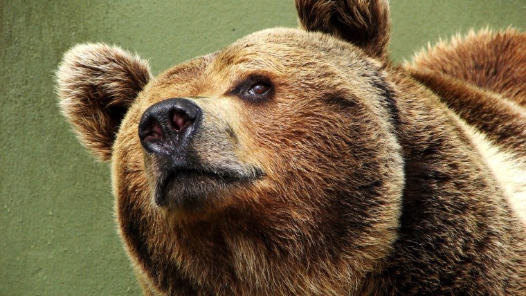 Морда медведя