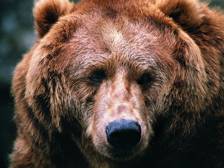 Голубоглазый медведь