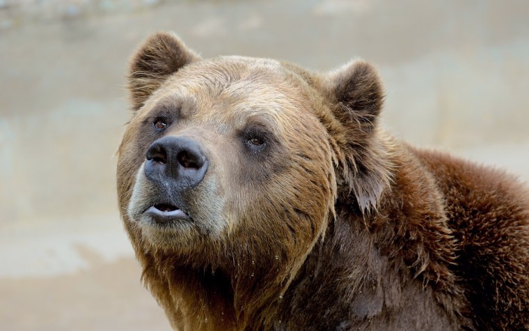 Кавказский медведь