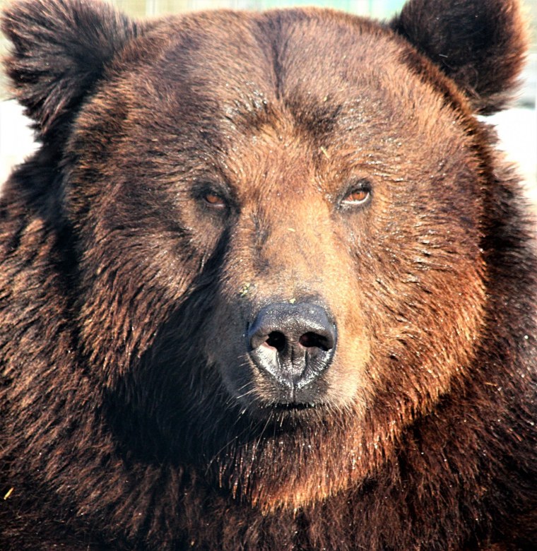 Грозный медведь Гризли