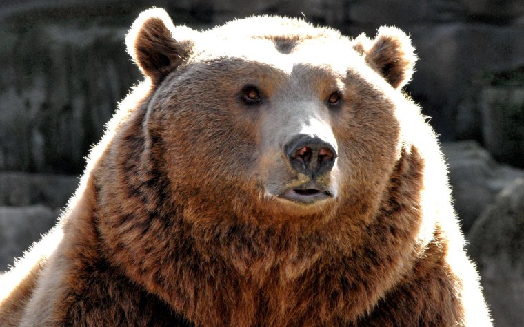 Лицо медведя