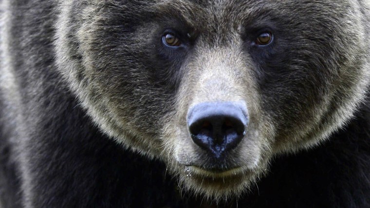 Медведь картинка