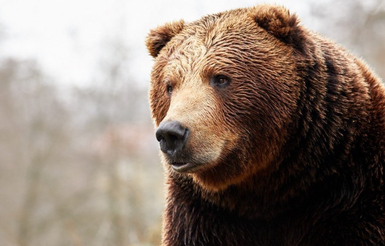 Бурый медведь фото