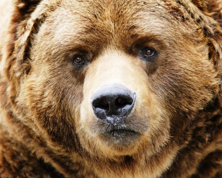 Медведь Гризли нападение