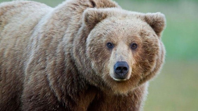 Бурый медведь ФАС