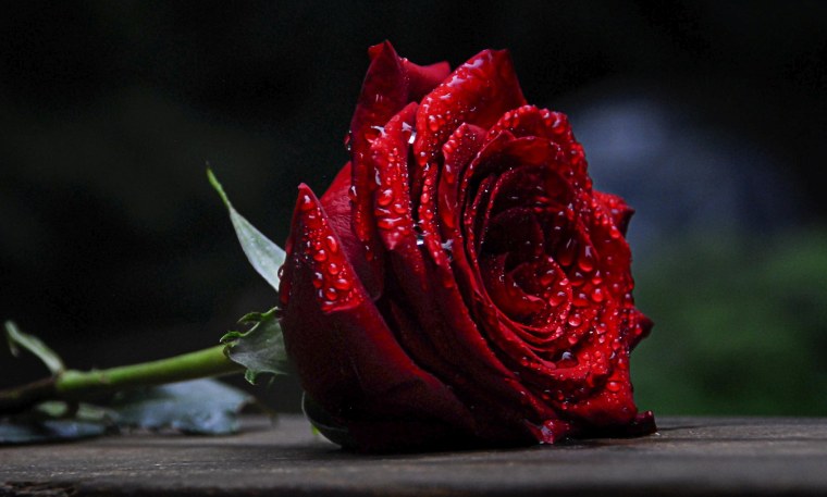 Серо белые цветы