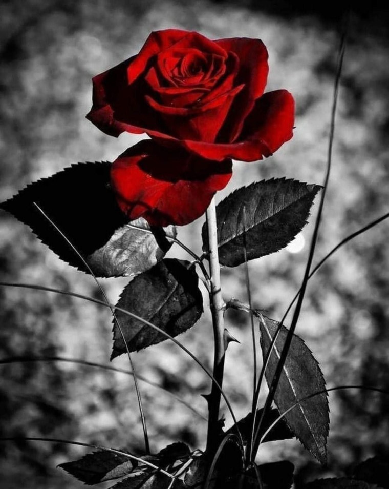 Девушка с цветами