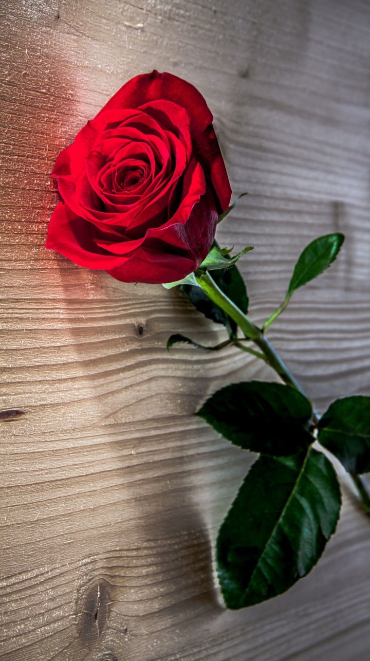 Красивая брюнетка с цветами