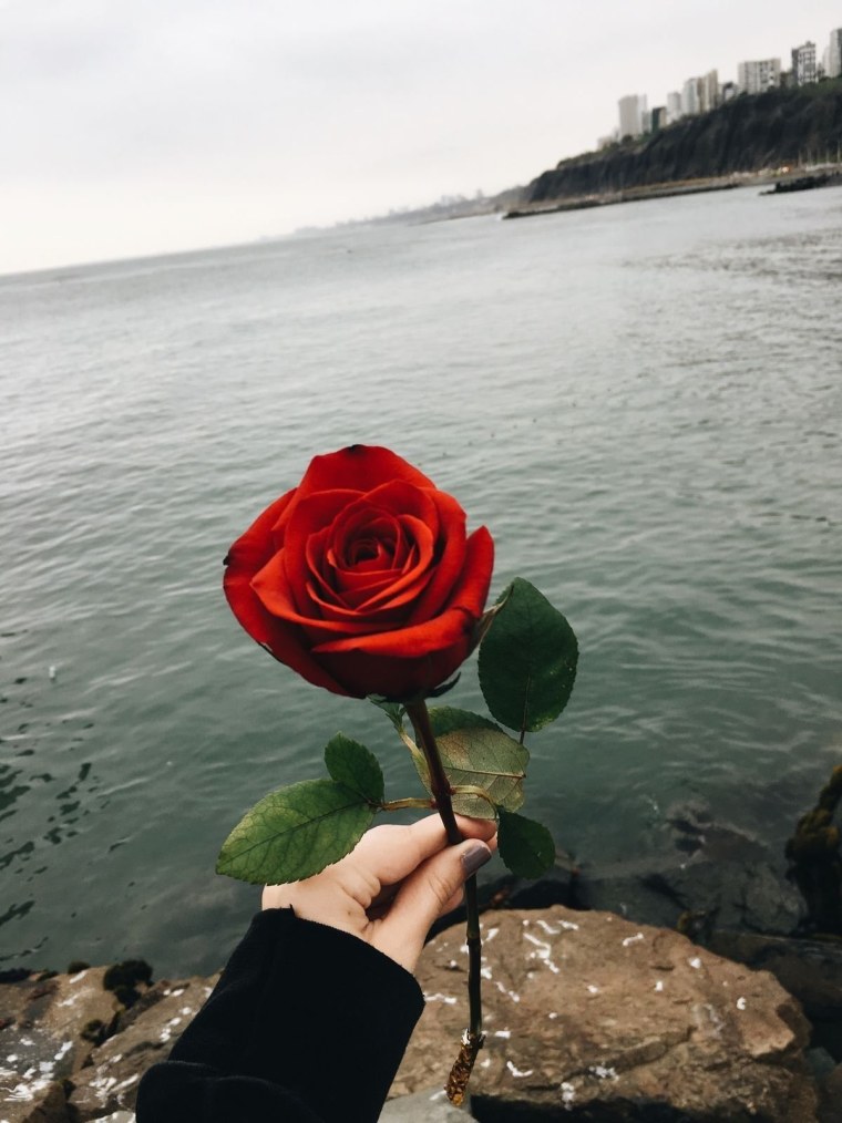 Розовые цветы нежность