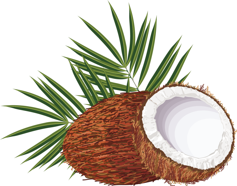 Кокос картинка для детей