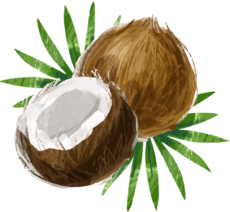 Нарисовать Кокос