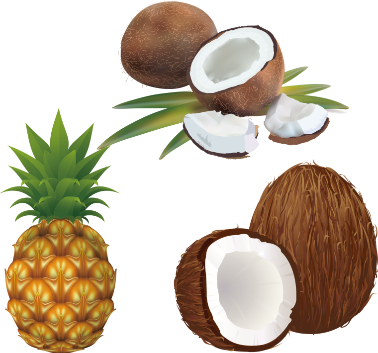 Кокос вектор