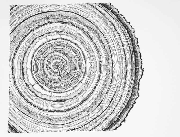 Дерево в разрезе